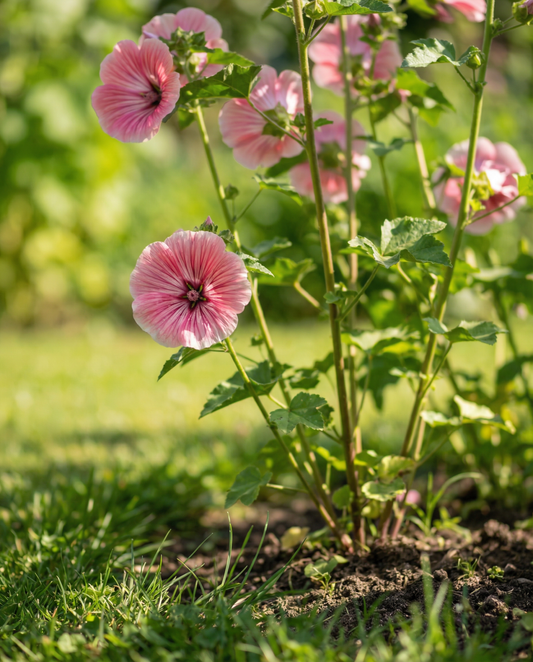 Malope Seeds Malope Trifida Annual Mixed Colors Grandiflora