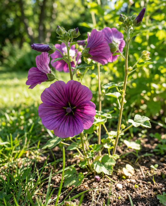 Malope Purple Queen Seeds Malope Trifida Annual