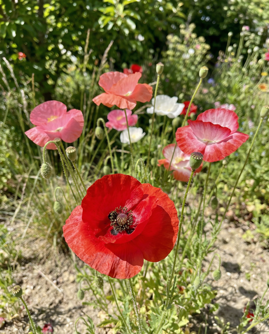 Poppy Mixed Seeds Papaver Rhoeas Annual