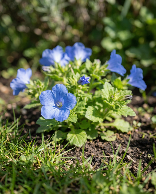 California Bluebell Seeds Phacelia Campanularia Annual Flower