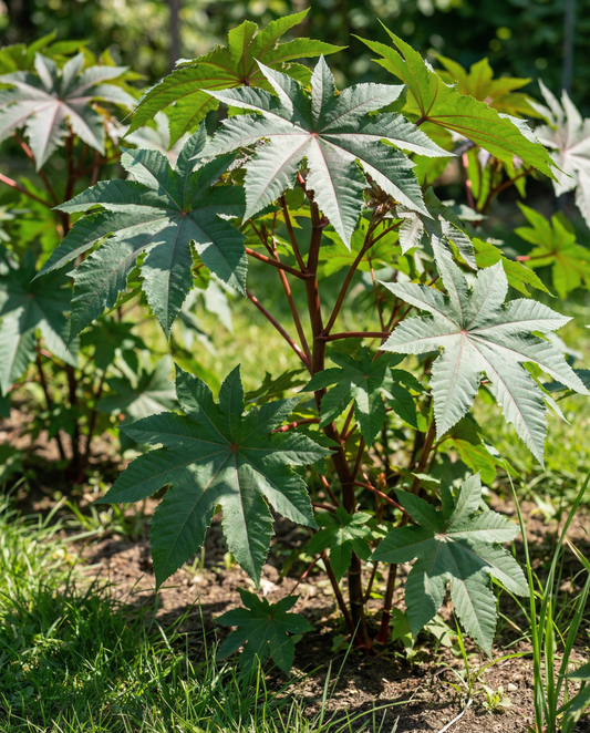 Annual Flower Seeds Wonderboom Annual Ricinus Communis Fast Growing