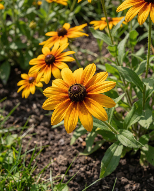 Cone Flower Seeds Rudbeckia Hirta Annual Gloriosa Daisy