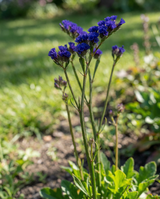 Sea Lavender Seeds Fortune Dark Blue Limonium Sinuatum Annual