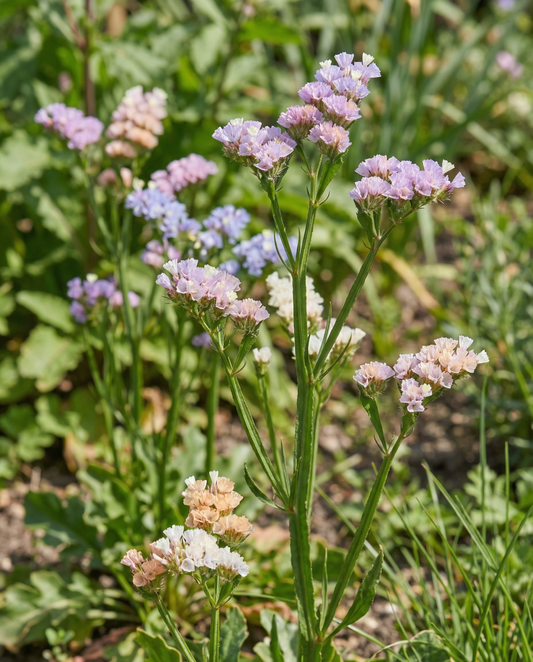 Sea Lavender Seeds Limonium Sinuatum Annual Pacific Mix