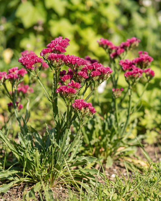 Sea Lavender Seeds Limonium Sinuatum Fortune Deep Rose Annual