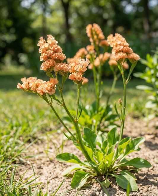 Sea Lavender Seeds Limonium Sinuatum Apricot Shades Annual
