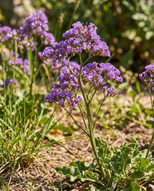 Sea Lavender Seeds Purple Attraction Limonium Sinuatum Annual Flower