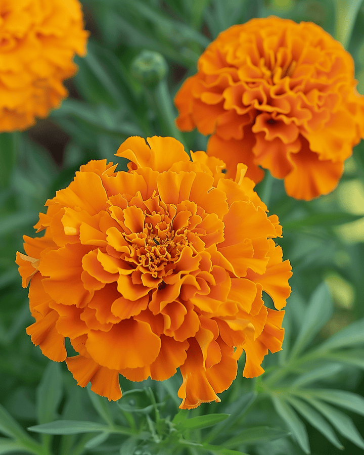 African Marigold Hawaii Seeds Tagetes Erecta Annual