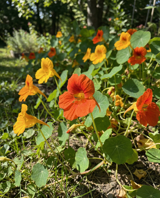 Nasturtium Glorious Gleam Seeds Tropaeolum Majus Annual