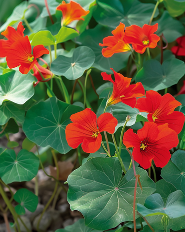 Kapuzinerkresse Empress Of India Samen (Tropaeolum majus) – einjährig
