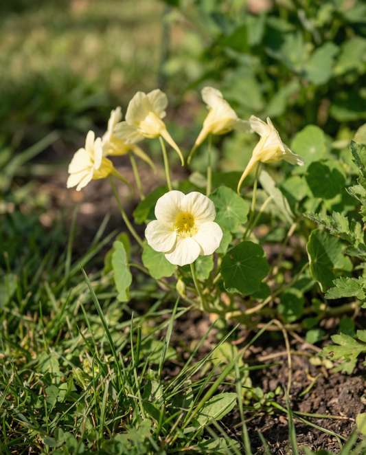Nasturtium Milkmaid Seeds Tropaeolum Majus Annual Climber Flower