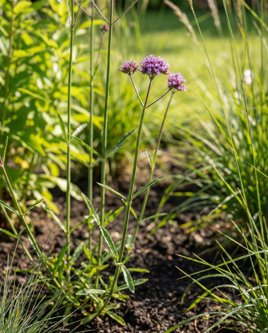 Purpletopp Vervain Seeds Verbena Bonariensis Annual Flower