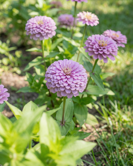 Zinnia Lavendel Seeds Zinnia Elegans Annual