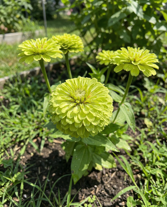 Zinnia Envy Seeds Zinnia Elegans Annual