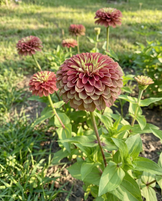 Zinnia Queeny Red Lime Seeds Zinnia Elegans Annual