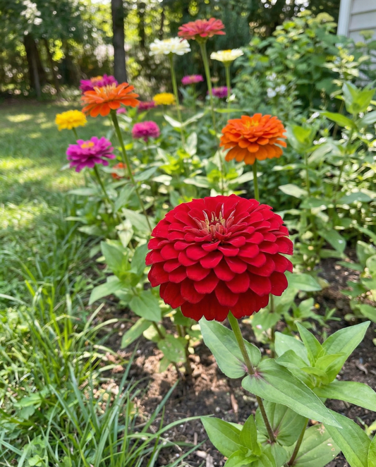 Zinnia Seeds Zinnia Elegans Dahlia Flowered Annual Mix