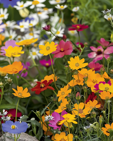 Colourful Carpet Mix Samen – einjährige Blume
