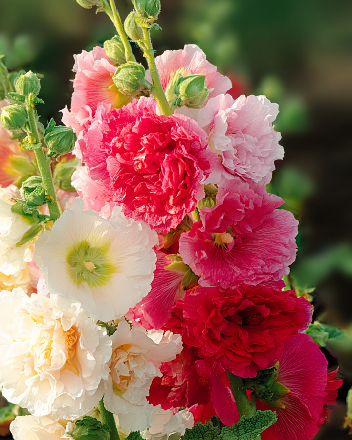 Hollyhock Seeds Chater Double Mixed Alcea Rosea Biennial
