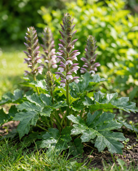 Bear's Breeches Seeds Acanthus Mollis Perennial Flower