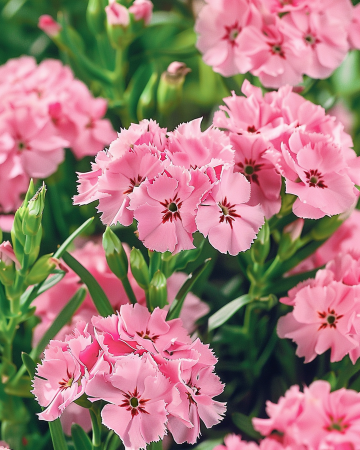Sweet William Seeds Dianthus Barbatus Pink Beauty Biennial Flower