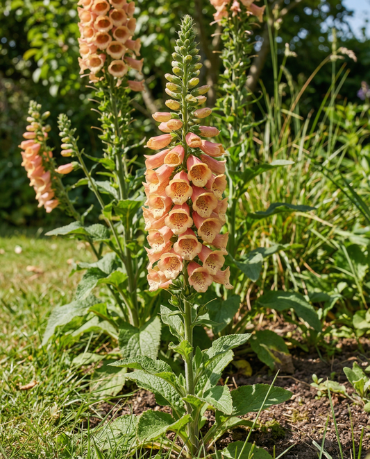 Digitalis Dalmatian Seeds Peach Biennial Digitalis Dalmatian F1
