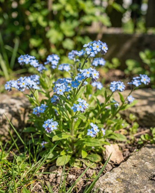 Forget Me Not Seeds Myosotis Alpestris Biennial Blue Flowers