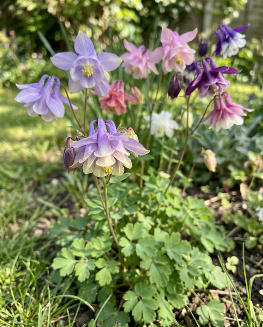 Columbine Seeds Mrs Scott Elliott Aquilegia Vulgaris Perennial