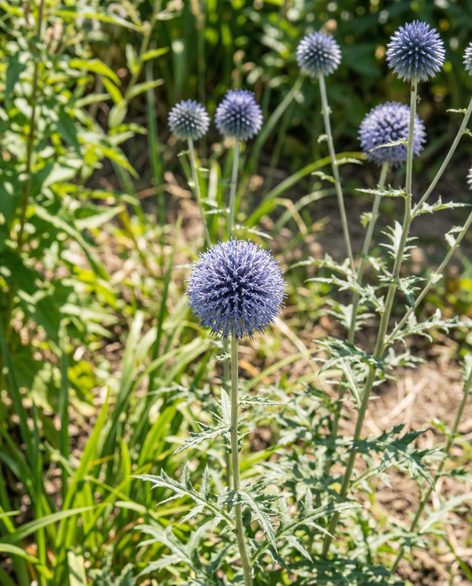 Globe Thistle Seeds Echinops Ritro Perennial Blue Globe