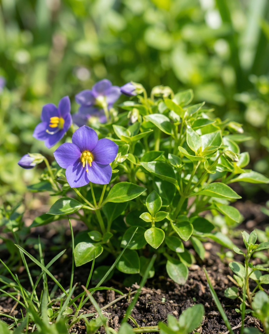 Persian Violet Seeds Exacum Affine Midget Blue Annual Flower