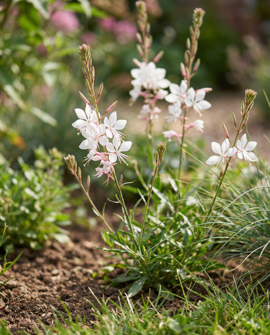 Gaura Sparkle White Seeds Gaura Lindheimeri Perennial Flower