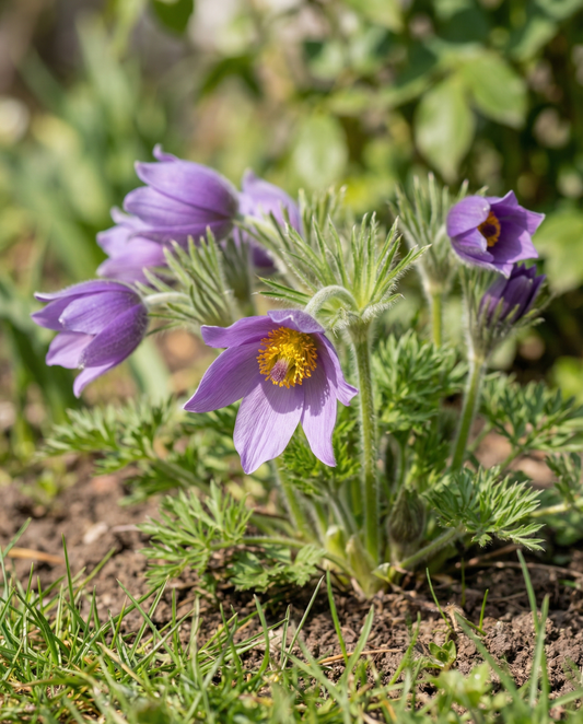 Pasque Flower Seeds Pulsatilla Vulgaris Perennial Flower