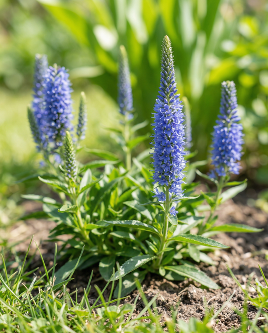 Speedwell Seeds Blue Bouquet Veronica Spicata Perennial Flower