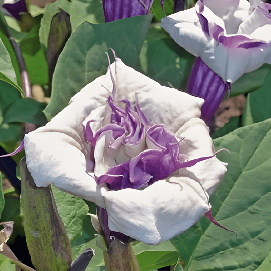Flower Seeds Annual Flower Mix Full Sun 40 Cm Height