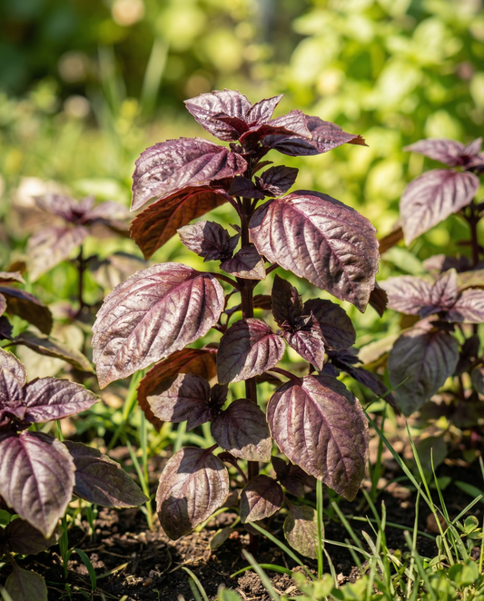 Sweet Basil Seeds Red Lizzy Ocimum Basilicum Annual