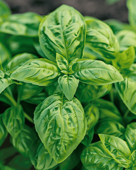 Basilicum Grootbladig Zaden Ocimum Basilicum Eenjarig Kruid Blad