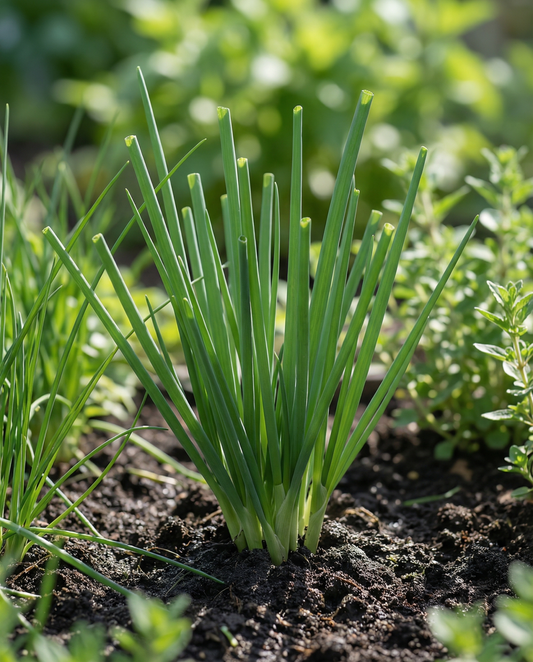 Welsh Onion Seeds Allium Fistulosum Perennial Herb