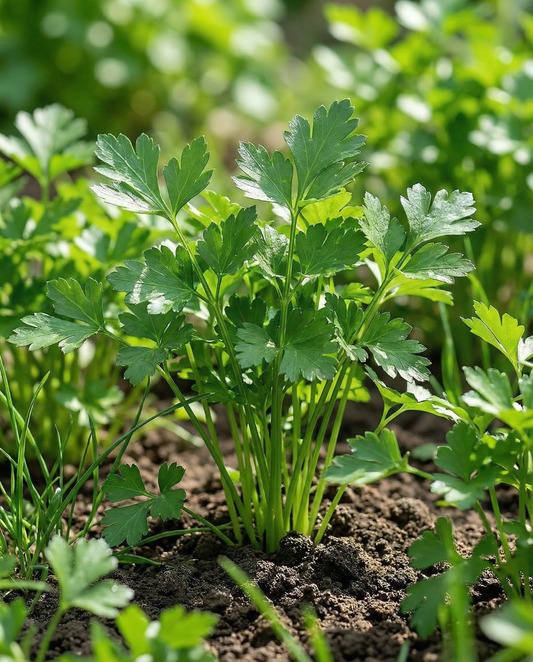Parsley Seeds Amsterdamse Snij Petroselinum Crispum Biennial Herb