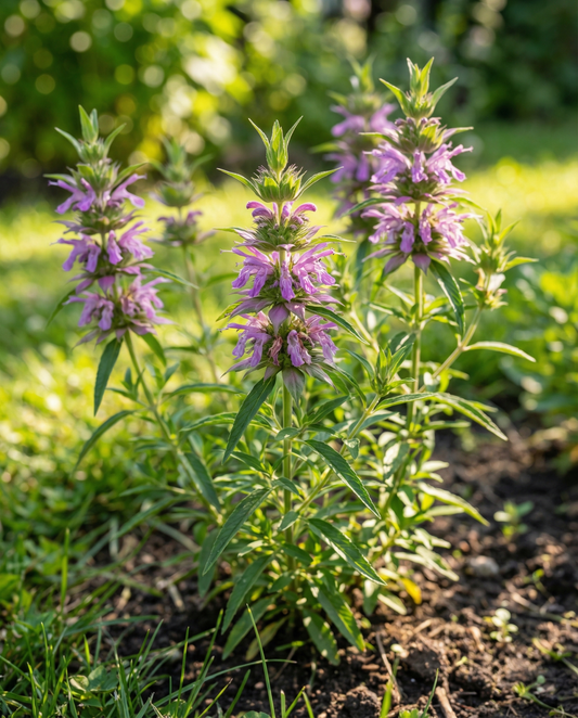 Lemon Mint Seeds Monarda Citriodora Annual Flower