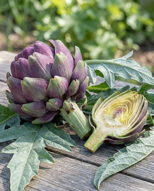 Artichoke Seeds Violet De Provence Cynara Cardunculus Perennial