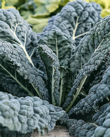 Sjeme palminog kelja Nero Di Toscana (Brassica oleracea) – jednogodišnje povrće