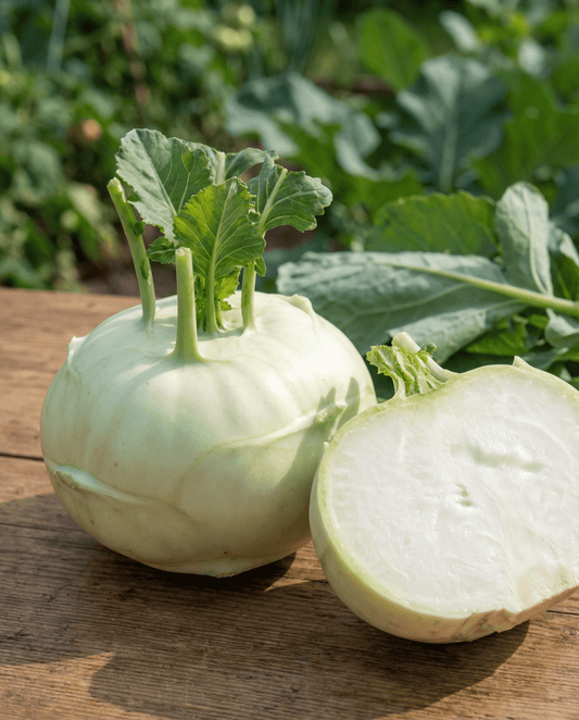 Kohlrabi Seeds Lanro Brassica Oleracea Annual Vegetable Variety