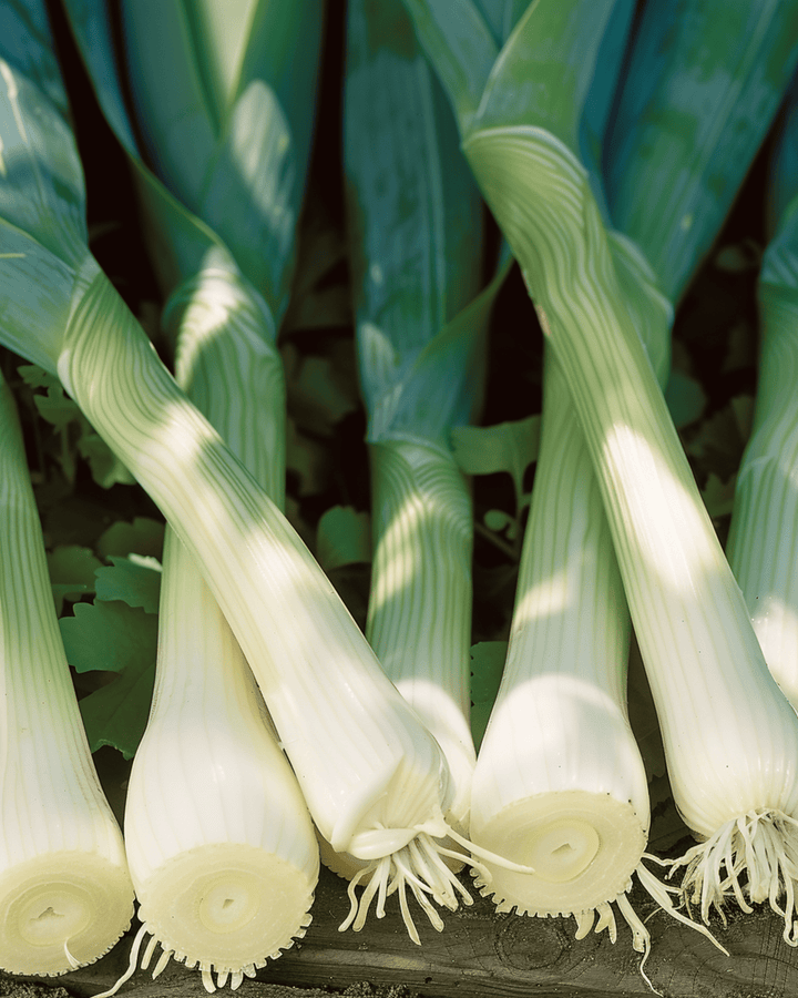 Leek Seeds Zwitserse Reuzen Allium Porrum Annual