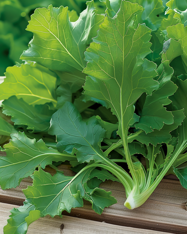 Bladgroenten Namenia Leaf zaden (Brassica rapa) – eenjarige groente