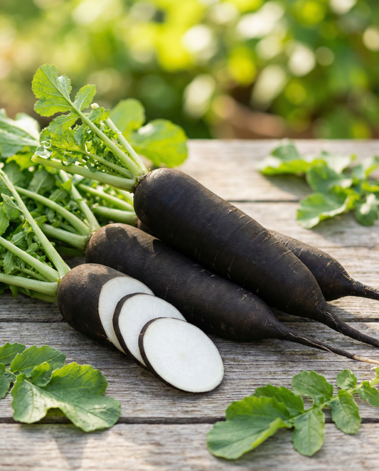 Winter Radish Seeds Noir Long Poids D Horloge Raphanus Sativus Annual