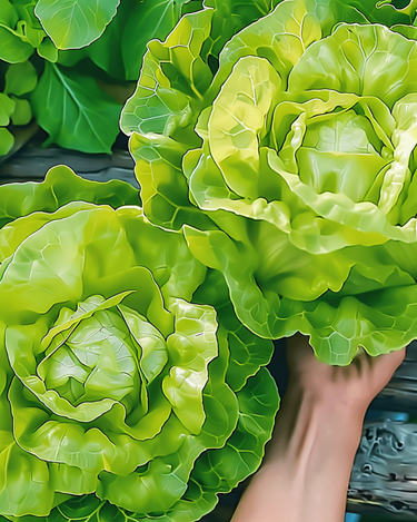 Semillas de lechuga Appia Butterhead (Lactuca sativa) – verdura anual