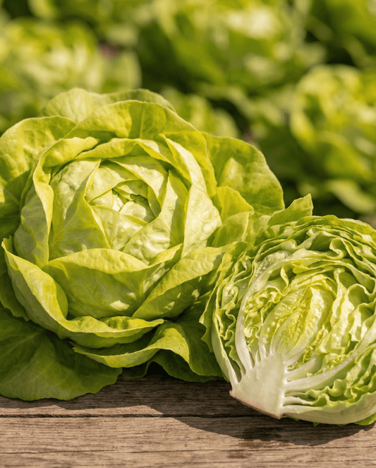 Lettuce Appia Seeds Lactuca Sativa Annual Butterhead Variety