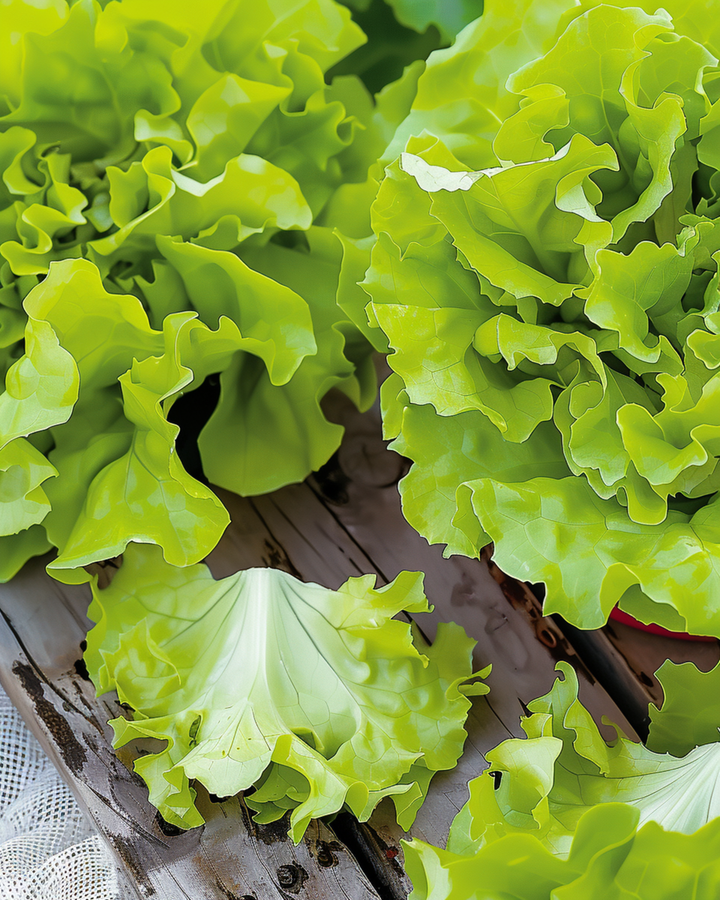 Leaf Lettuce Seeds Lactuca Sativa Annual Australische Gele