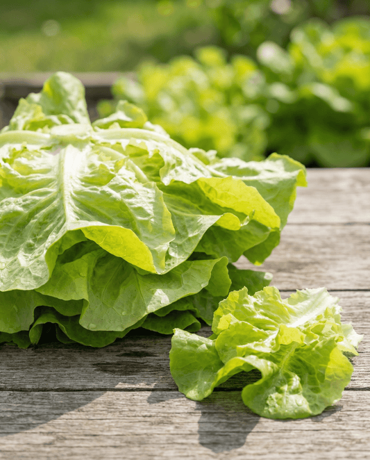 Leaf Lettuce Seeds Lactuca Sativa Annual Australische Gele