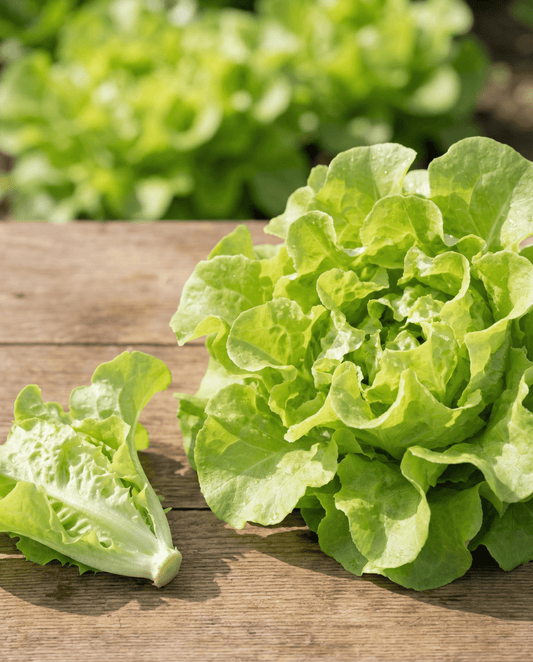 Leaf Lettuce Seeds Witte Dunsel Lactuca Sativa Annual