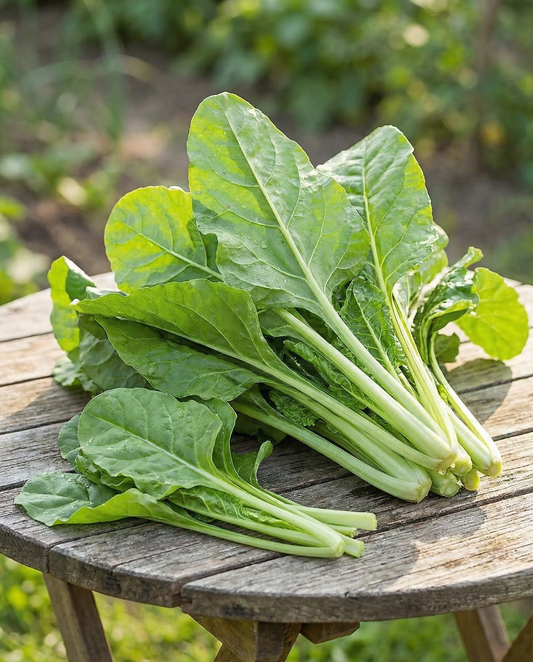 Swiss Chard Seeds Beta Vulgaris Annual Common Green